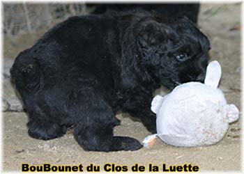 DU CLOS DE LA LUETTE SITE WEB ELEVAGE DU CLOS DE LA LUETTE SPECIALISE POUR LE BOUVIER DES FLANDRES COPYRIGHT DEPOSE